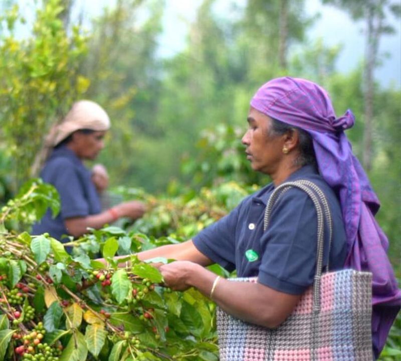 500 g - Café en grain - Malabar India Bio - Fairtrade - LA SEMEUSE - 2